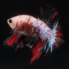 画像5: HMPK　ファンシークリア (5)