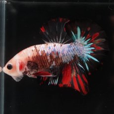 画像1: HMPK　ファンシークリア (1)