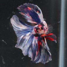 画像3: HM　ホワイトブルーファンシー (3)