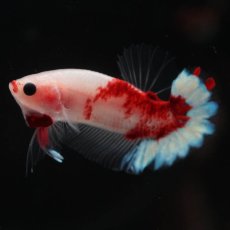 画像7: HMPK　ファンシークリア (7)