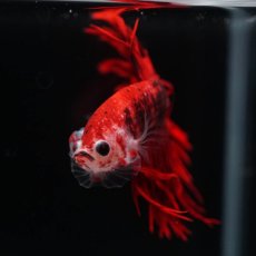 画像6: CT　鯉 (6)