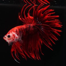 画像1: CT　鯉 (1)