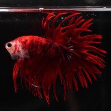 画像5: CT　鯉 (5)