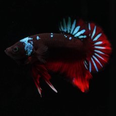 画像4: HMPK　ブラックスター (4)