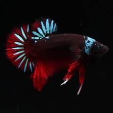 画像1: HMPK　ブラックスター (1)