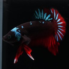 画像6: HMPK　ブラックスター (6)