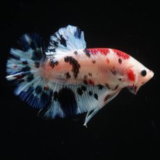 画像2: HMPK　鯉 (2)