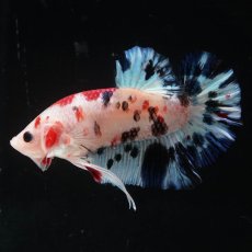 画像10: HMPK　鯉 (10)