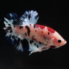 画像11: HMPK　鯉 (11)