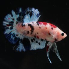 画像9: HMPK　鯉 (9)