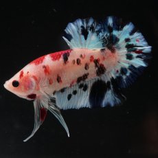 画像4: HMPK　鯉 (4)