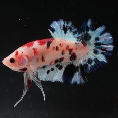 画像6: HMPK　鯉 (6)