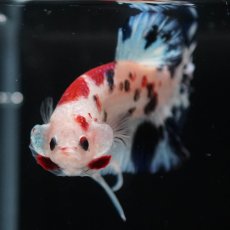 画像3: HMPK　鯉 (3)