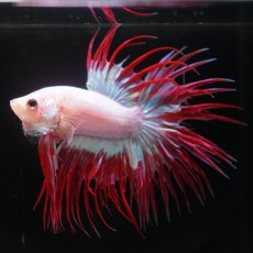 画像5: CT　ファンシー (5)