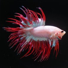画像1: CT　ファンシー (1)