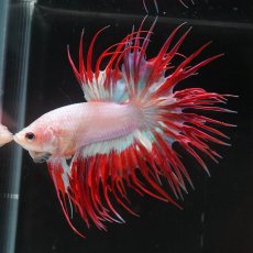 画像8: CT　ファンシー (8)
