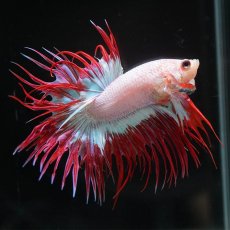 画像4: CT　ファンシー (4)