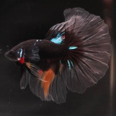 画像6: HM　ブラックスター　変わり柄 (6)