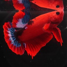 画像6: HMPK　ヘルボーイ (6)