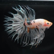 画像3: CT　ホワイトカッパー (3)