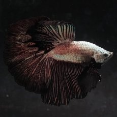 画像4: HM　プラチナブラックドラゴン (4)