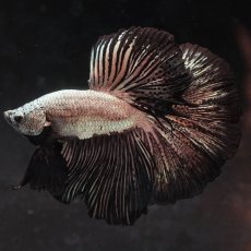 画像5: HM　プラチナブラックドラゴン (5)