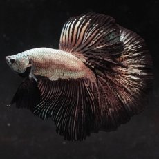 画像1: HM　プラチナブラックドラゴン (1)