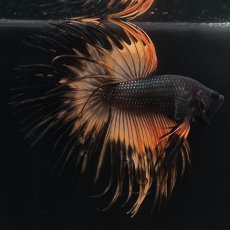 画像2: CT　ブラックマスタード (2)