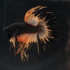 画像1: CT　ブラックマスタード (1)
