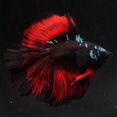 画像6: FM　ブラックスター (6)