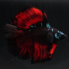 画像4: FM　ブラックスター (4)
