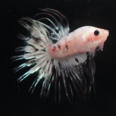 画像4: CT　ホワイトカッパー (4)