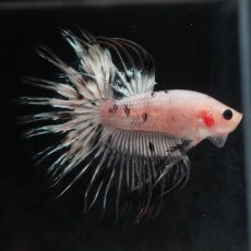 画像8: CT　ホワイトカッパー (8)