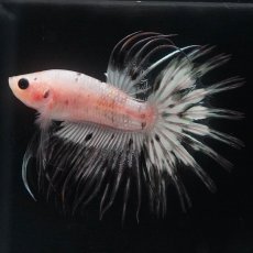 画像1: CT　ホワイトカッパー (1)