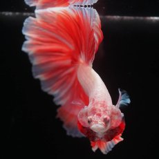 画像6: HM　ファンシー　ローズテール (6)