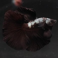 画像2: HM　ブラックサムライ (2)