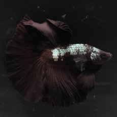 画像11: HM　ブラックサムライ (11)
