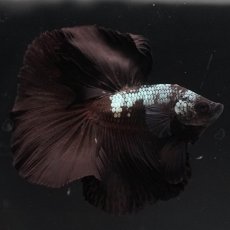 画像9: HM　ブラックサムライ (9)