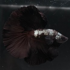 画像5: HM　ブラックサムライ (5)