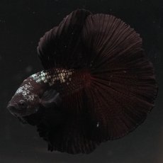 画像1: HM　ブラックサムライ (1)