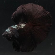画像8: HM　ブラックサムライ (8)