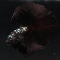 画像4: HM　ブラックサムライ (4)