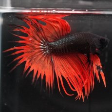 画像9: CT　ブラックマスタード　変わり柄 (9)