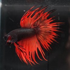 画像1: CT　ブラックマスタード　変わり柄 (1)