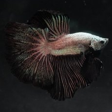画像7: HM　プラチナブラックドラゴン (7)