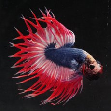 画像3: KCT　タイフラッグ (3)