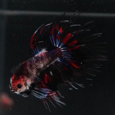 画像9: CT　ファンシー (9)