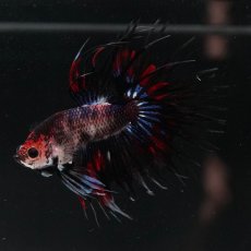 画像7: CT　ファンシー (7)