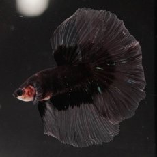 画像8: HM　ブラックバタフライ　クリアフィン (8)