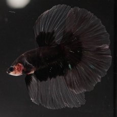 画像6: HM　ブラックバタフライ　クリアフィン (6)